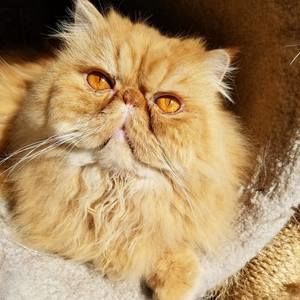 Meet your Posher, Helen